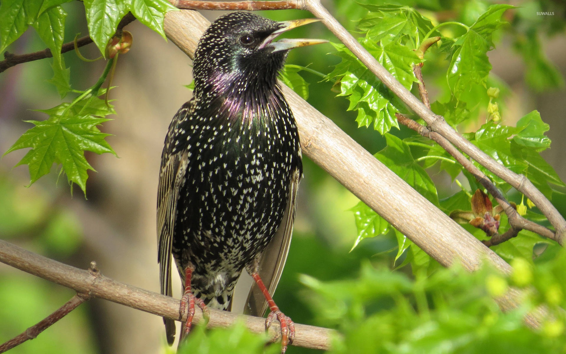 Starling