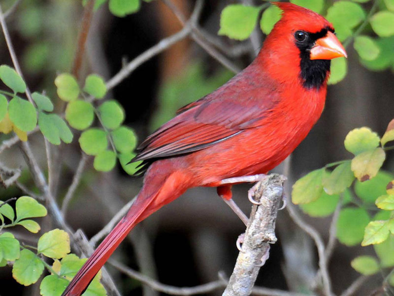 Cardinal