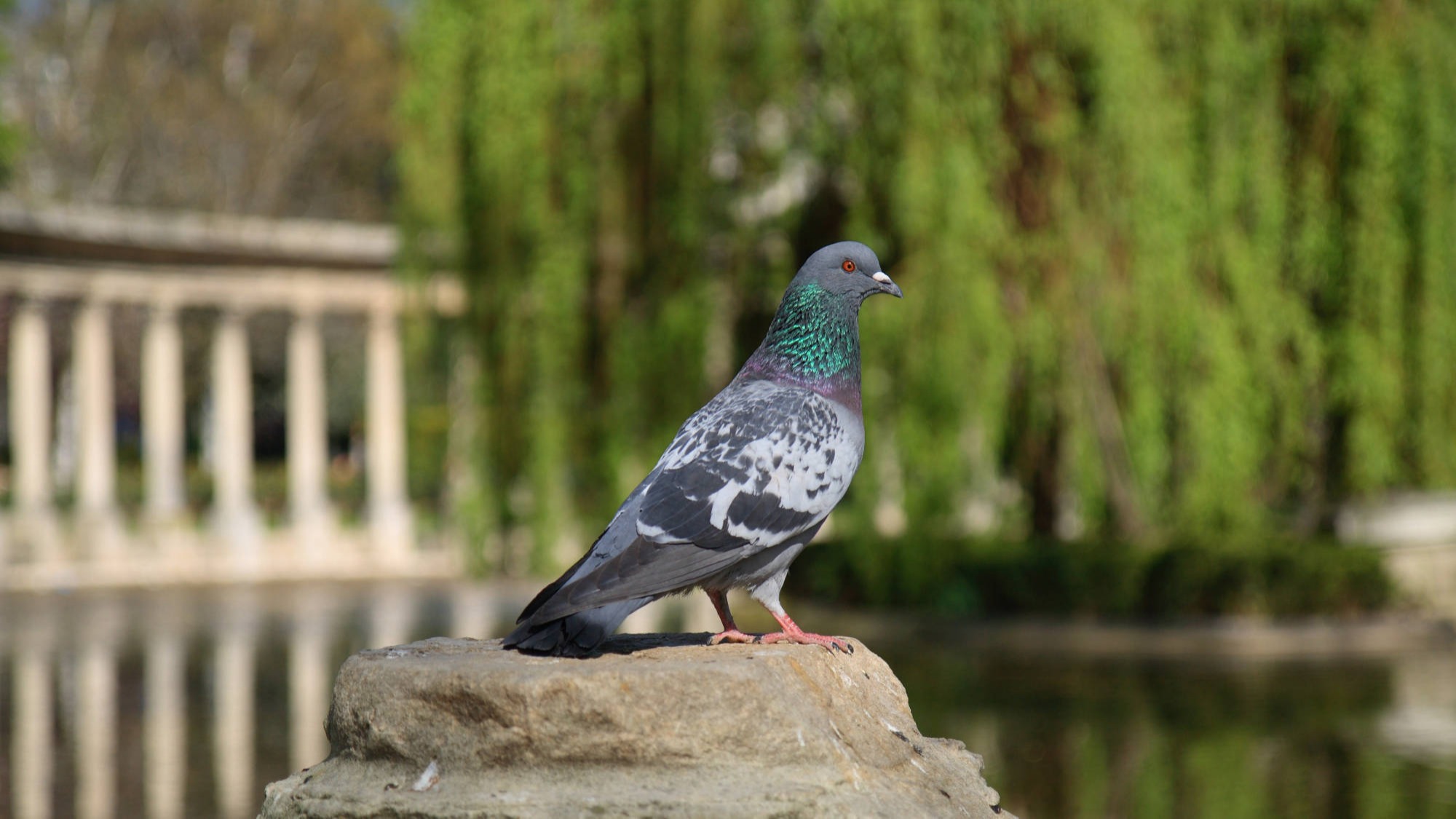pigeon