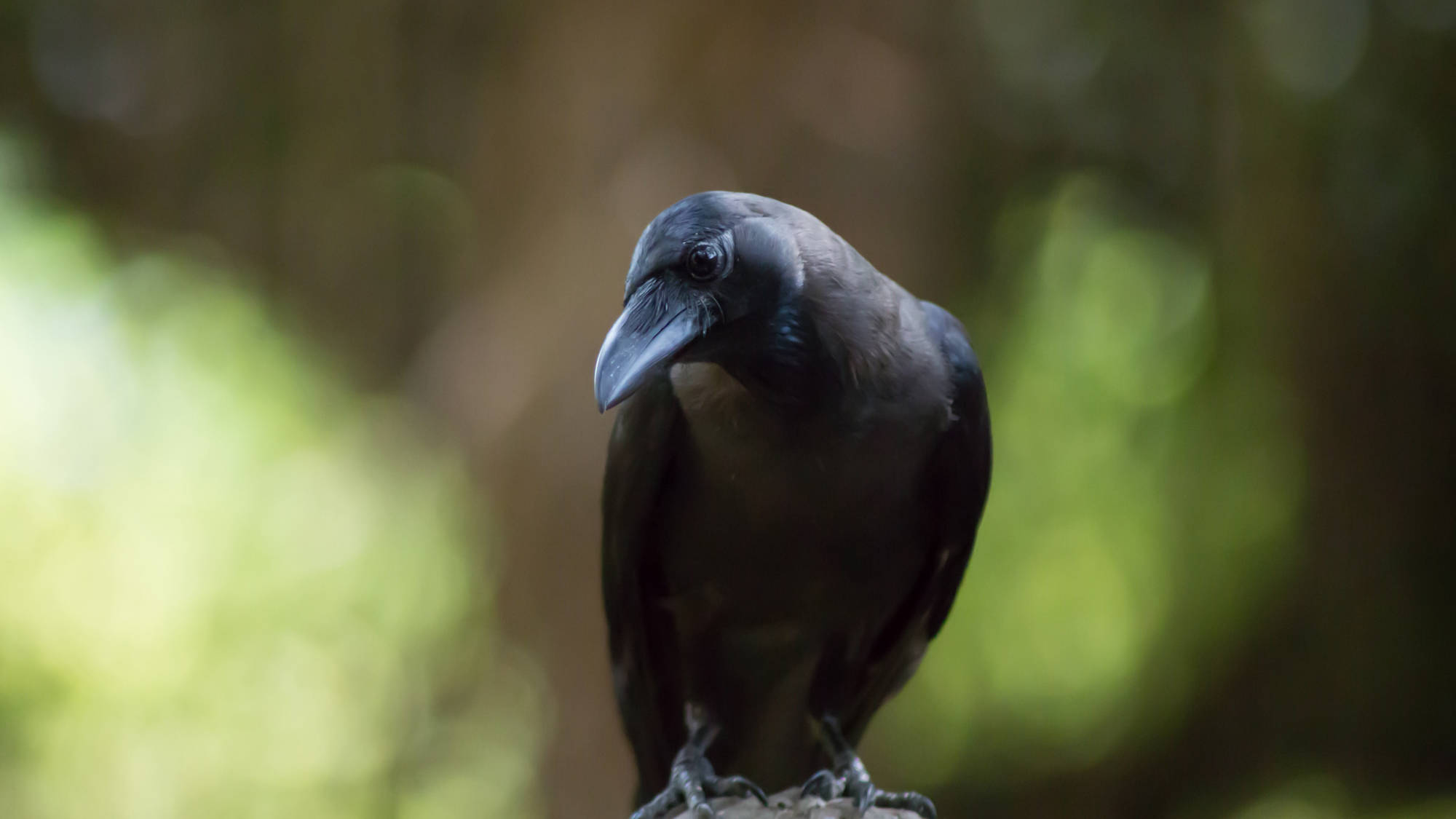 Crow
