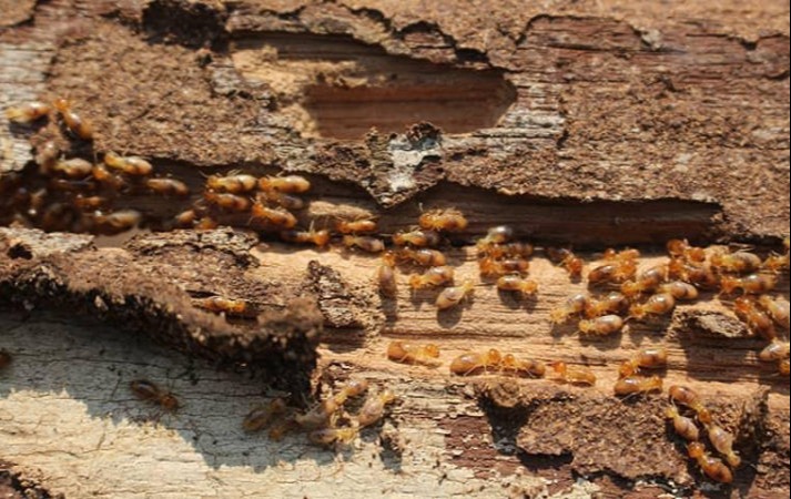 Colony