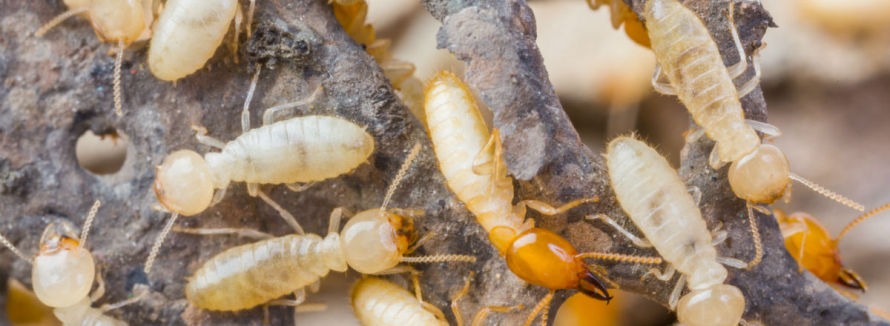 Termites
