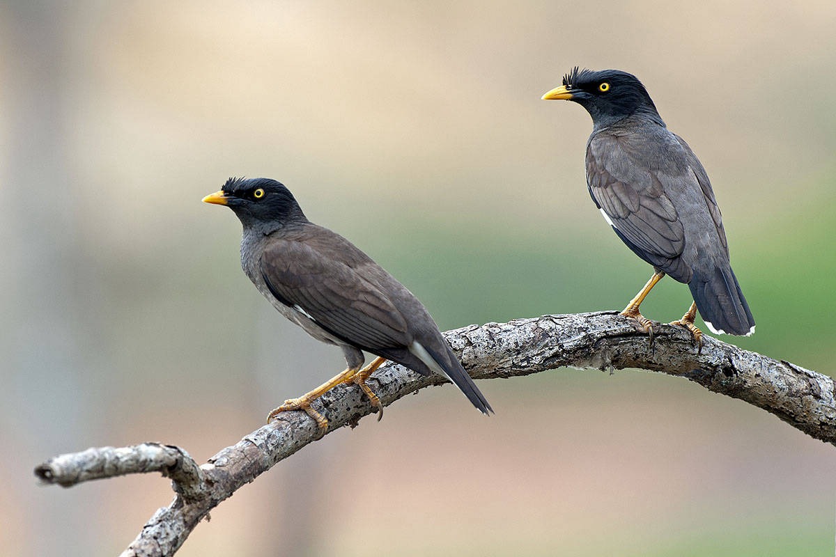 Myna