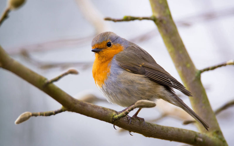 Robin
