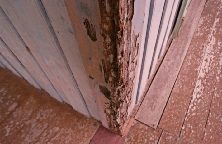 Termites